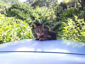 八丈島の猫さん 八丈島の猫さん
